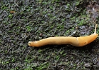 One of many slugs near rear cave entrance.